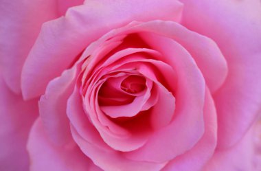 Pembe gül arka planı. Yakın plan..