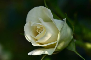 Çiğ taneli beyaz gül tomurcuğu. Yakın plan. Seçici odak.