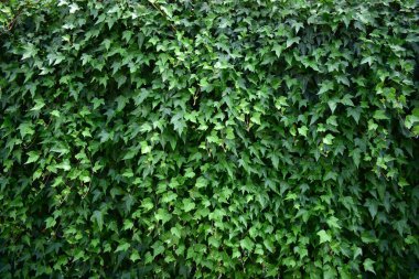 Yeşil sarmaşık çiti. Ekolojik çit çiti duvarı. Doğal arka plan. Doğada güzellik. Yeşil sarmaşık arkaplanı.