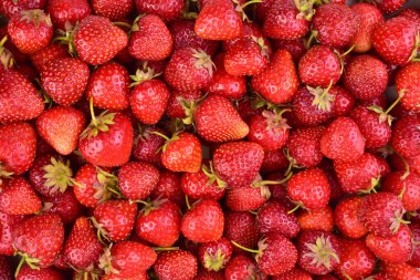 Çilek arka planı. Bir sürü düz çilek..