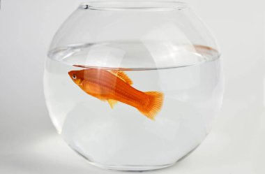 Beyaz arka planda yuvarlak bir akvaryumda balık. Akvaryumda kılıç kuyruklu balık..