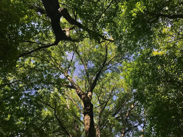 Прогулюючись Міським Парком Казимир Пшемишлі Польща Він Більше Виглядає Ліс — стокове фото