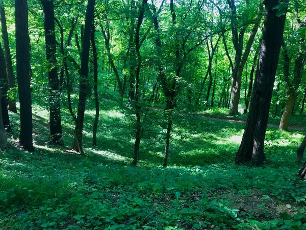 在波兰Przemysl的Kazimir城公园散步 更像是中午的森林 阳光透过树叶 — 图库照片