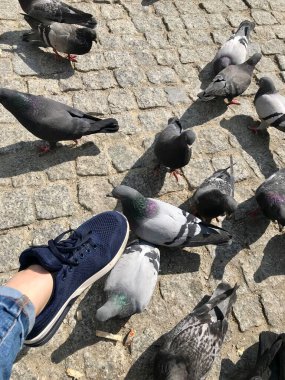 Sokaktaki güvercinleri mısır gevreğiyle beslemek insanların parklarda vakit geçirmesi için kullanışlı bir gelenektir.