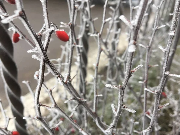 寒冷的中午时分在室外结冰的植物上结冰的红莓 — 图库照片