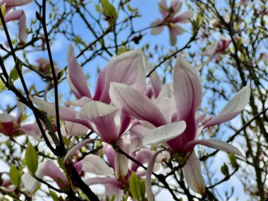 Bahar bahçesinde manolya çiçeği açar. Magnolia ağacı çiçek açar.