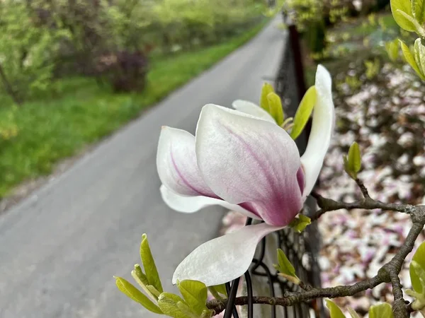 Magnolia Virágzás Tavaszi Kertben Magnólia Virágzása — Stock Fotó