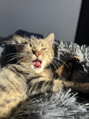 Sevimli tekir kedi kanepede yatıyor, yakın çekim. Kanepedeki kedi, İskoç kısa saç, yakın plan fotoğraf..