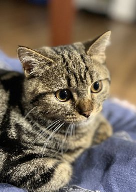 Sevimli tekir kedicik kameraya bakıyor, yatakta oturuyor..