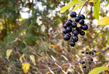 Yol kenarındaki bir dalda olgun siyah boğma üzümü sürüsü