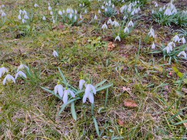Bahçede kar damlaları. Erken bahar çiçekleri. İlk çiçekler..