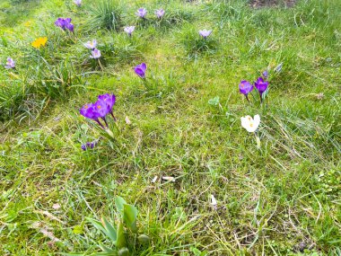 İlkbaharda bir çayırda mor kır çiçekleri. Bahçedeki güzel timsahlar. İlk bahar çiçekleri.