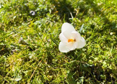 Bahçedeki güzel timsahlar. İlk bahar çiçekleri.