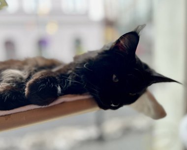 Kara kedi pencere eşiğinde oturuyor ve şehre bakıyor. Caddenin arka planında kara kedi var. Sığ alan derinliği.