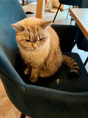 Bir kafede sandalyede oturan evcil kedi kameraya bakıyor.