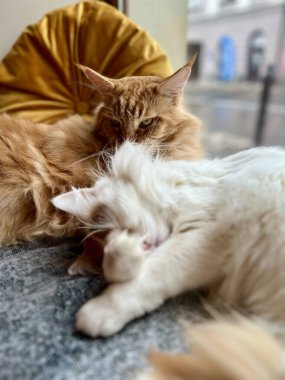 Evdeki kanepede uyuyan sevimli kızıl kedi ve beyaz kedi. Yüzeyin derinliği. Seçici odak.