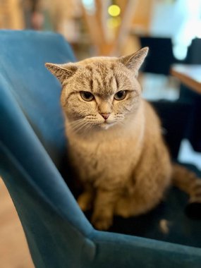 Bir kafede sandalyede oturan evcil kedi kameraya bakıyor.