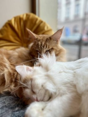Evdeki kanepede uyuyan sevimli kızıl kedi ve beyaz kedi. Yüzeyin derinliği. Seçici odak.