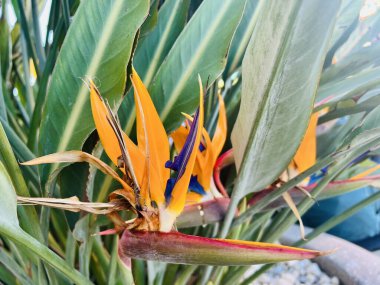 Cennet kuşu, Strelitzia Reginae. Malta. Seçici odak