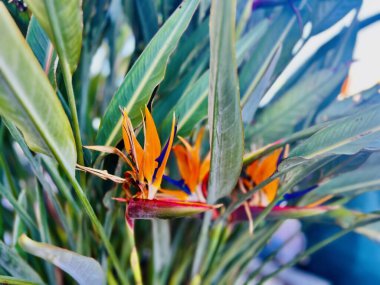 Cennet kuşu, Strelitzia Reginae. Malta. Seçici odak
