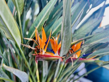 Cennet kuşu, Strelitzia Reginae. Malta. Seçici odak