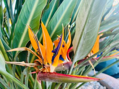 Cennet kuşu, Strelitzia Reginae. Malta. Seçici odak