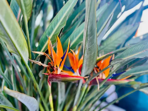 Cennet kuşu, Strelitzia Reginae. Malta. Seçici odak