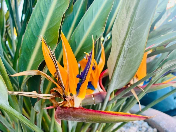 Cennet kuşu, Strelitzia Reginae. Malta. Seçici odak