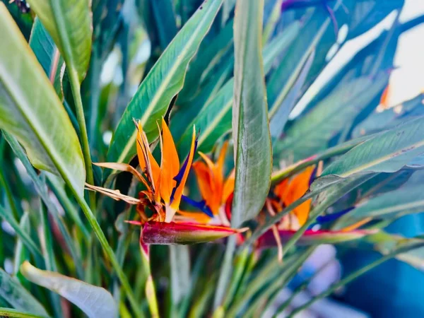 Cennet kuşu, Strelitzia Reginae. Malta. Seçici odak