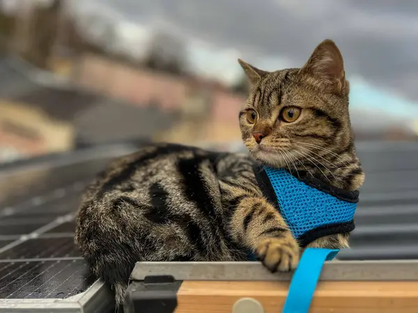 Tabby Scottish straight cat in a blue harness sits on the roof of the house and stares into city.
