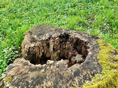 Yeşil yosun ve düşmüş sarı yapraklar ve güzel doğa arka planıyla ormandaki yaşlı ağaç kütüğü..