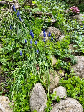 Şehir parkında ilkbahar. Şehir parkındaki güzel bahar manzarası.