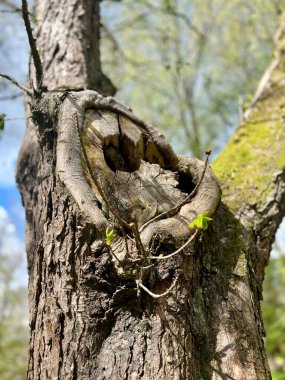 Bahar ormanındaki bir ağaçtaki kalp. Aşk kavramı. Ağaç gövdesinde büyüyen genç yeşil bir filiz.
