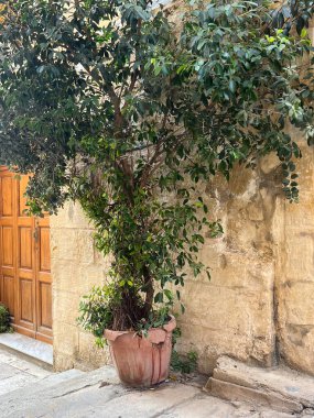 Malta 'nın başkenti Valetta' nın antik caddesinde büyük bir çömlekte uzun bir zeytin ağacı.