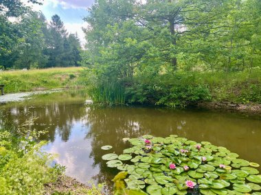 Yazın yeşil yapraklı bir parkta küçük bir havuzda pembe su zambağı. Doğa arkaplanı