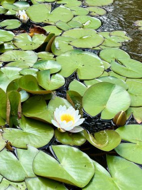 Bahçedeki su yüzeyinde beyaz nilüferler. Çiçek arka planı