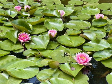 Yazın yeşil yapraklı bir parkta küçük bir havuzda pembe su zambağı. Doğa arkaplanı