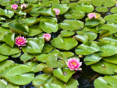 Yazın yeşil yapraklı bir parkta küçük bir havuzda pembe su zambağı. Doğa arkaplanı
