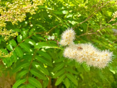 İlkbaharda parktaki kızılcık çiçeği kendine bir sürü arı çağırır ve her çiftliği davet eder.