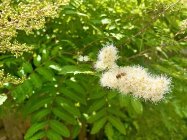 İlkbaharda parktaki kızılcık çiçeği kendine bir sürü arı çağırır ve her çiftliği davet eder.