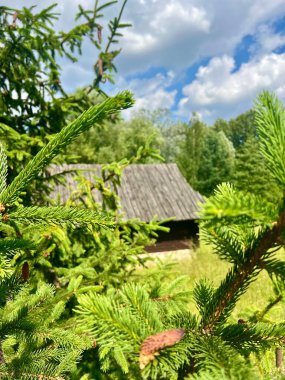 Ahşap bir evin arka planında kozalaklı bir ağacın dalı. Üst Silezya Etnografik Parkı