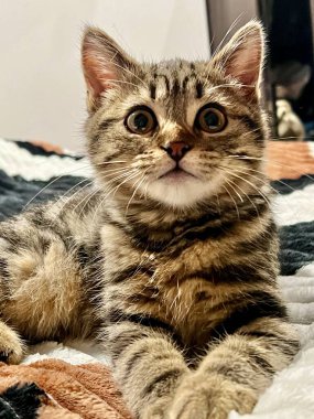 Şirin tekir kedicik yatakta uzanıyor ve evdeki kameraya bakıyor, insan yok. Evde yalnız kedi var..