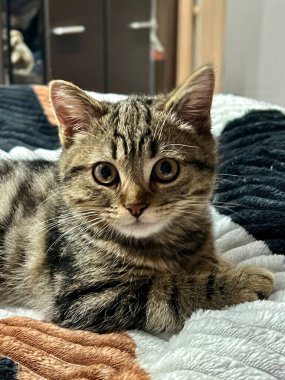 Şirin tekir kedicik yatakta uzanıyor ve evdeki kameraya bakıyor, insan yok. Evde yalnız kedi var..