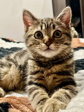 Cute tabby kitten lying on the bed and looking at camera at home. No people. Lonely cat at home.