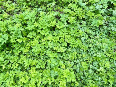 Yeşil çimen dokusu. Doğal yeşil çimen dokusu. Üst görünüm.