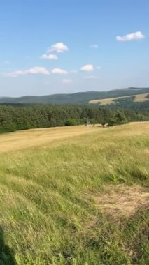 Çayırda dikey manzara, orman ve yol arasında güneş saatleri.