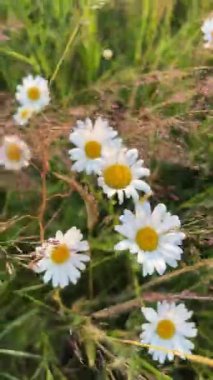 Papatya çiçeği tarlası. Doğada papatya çayı. Doğada güneşli bir günde papatya tarlası. Yaz günü papatya çiçekleri. Papatya çiçeği tarlası güneş ışığında geniş bir arkaplan.