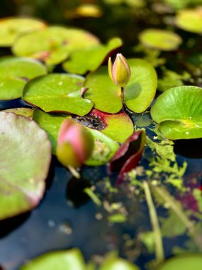 Göletteki yeşil yaprakların üzerindeki güzel pembe nilüfer çiçeği. Nilüfer yaprakları göletten çıkar. Nilüfer yapraklarının yakın görüntüsü.