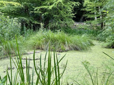 The surface of the pond covered with duckweed and lily pads.A view of a pond in the middle of the forest with green plants. clipart