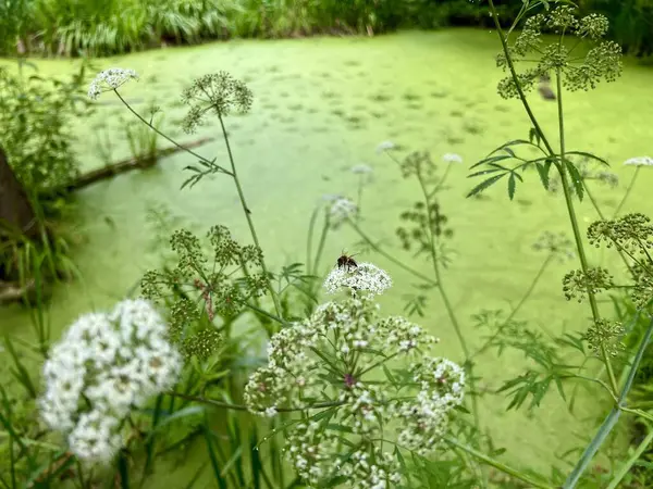 Gölün yüzeyi ördek otu ve zambak ile kaplıydı. Ormanın ortasında yeşil bitkilerle dolu bir gölet manzarası..